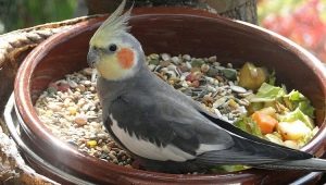 What to feed the cockatiel?