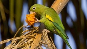 How to feed lovebirds?