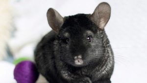 Black chinchillas: what are the breeds and what are their features?