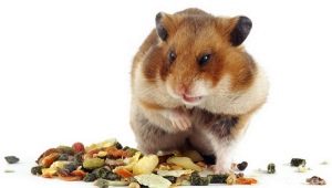 What do hamsters eat?