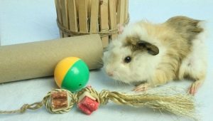 Toys for guinea pigs: what are needed and how to make them yourself?