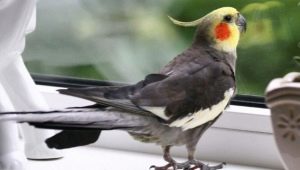 Interesting and beautiful names for parrot Corella