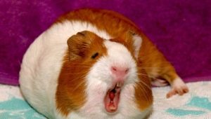 What sounds do guinea pigs make and what do they mean?