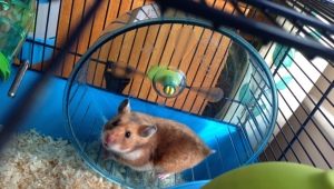 Cages for a hamster: types, choice and arrangement