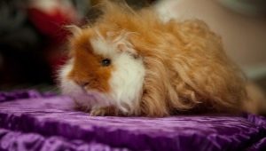 Alpaca Guinea Pigs: description and details of care