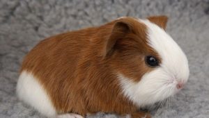 Is it possible to bathe guinea pigs and how to do it correctly?