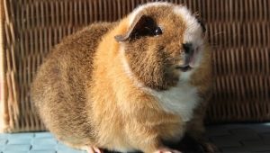 Features of Teddy Guinea Pigs and the rules of their content