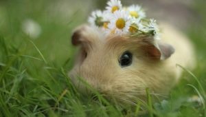 Why is the guinea pig so called?