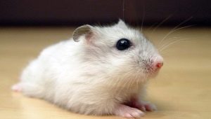 Popular domestic and unusual hamster breeds