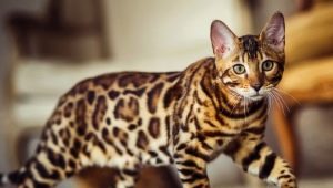 Bengal cats colors