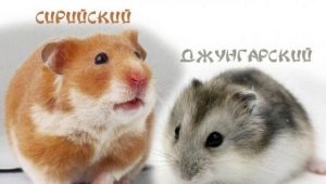 Comparison of Dzungarian and Syrian hamsters