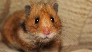 Everything you need to know about hamsters