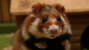 Everything you need to know about Siberian hamsters