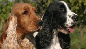 English Cocker Spaniel: breed description and content