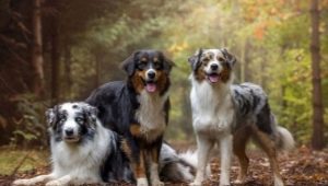 Australian Shepherd: breed description, colors, character and content