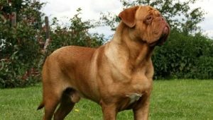 Dogue de Bordeaux: description of the breed, nature and subtleties of the content