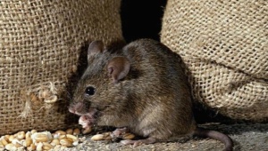 Fear of mice: a description of the disease and methods of deliverance