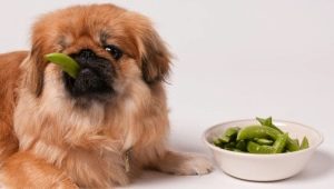 What to feed the Pekingese?