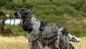 Training Russian hunting spaniel