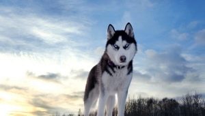 Husky breed origin history