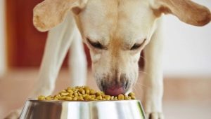 How and what to feed the yard dog at home?