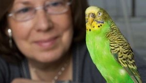 How to teach a wavy parrot to talk?