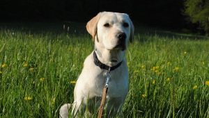 How to care for a Labrador?