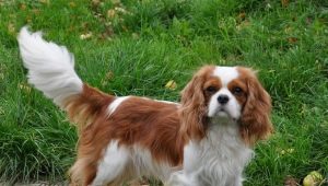 Cavalier King Charles Spaniel: everything you need to know about the dog breed