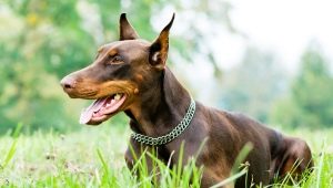 Brown Dobermans: color and care features