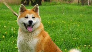 Beautiful and funny nicknames for Akita Inu