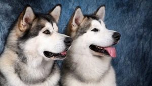 Malamute and Husky: description and differences of breeds