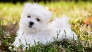 Maltese: the description of the breed of dogs, the nature and content