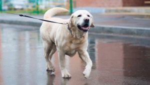 Yellow Labrador: description, content and choice of name