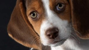 The pros and cons of the beagle breed