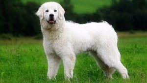 Polish Shepherd Dogs: breed description, feeding and care