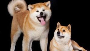 Shiba Inu and Akita Inu: What's the Difference?