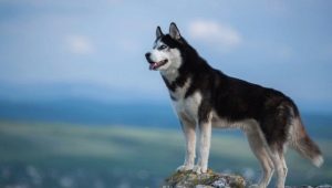 Siberian Huskies: the history of the breed, what do dogs look like and how to care for them?