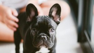 How long do the French Bulldogs live and what does it depend on?