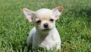 List of names for chihuahua boys