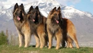 Tervuren: breed description and content