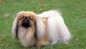 Pekingese care: diet, walking, hygiene