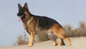 German Shepherd Color Options