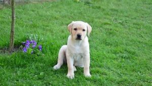 Everything you need to know about a Labrador at the age of 3 months