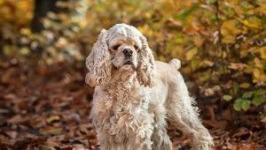 All about American Cocker Spaniel