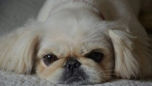 All about breed Pekingese