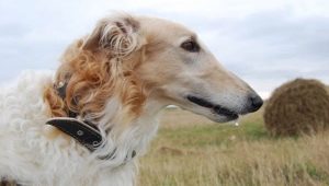 Borzoi dogs: description, types and rules of maintenance