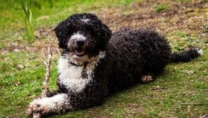 Spanish water dog: description, nature and content of the breed