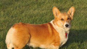 Welsh Corgi breed history