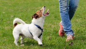 How to teach a dog to the street?