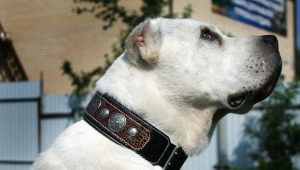 How to choose a collar for large breed dogs?